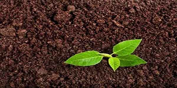 تصویر 2 از خرید خاک پرومکس ملکه ۱۵ لیتری + قیمت فروش استثنایی